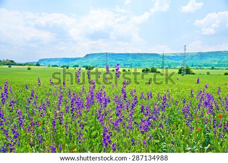 Landscape Spring field of purple flowers in Bulgaria