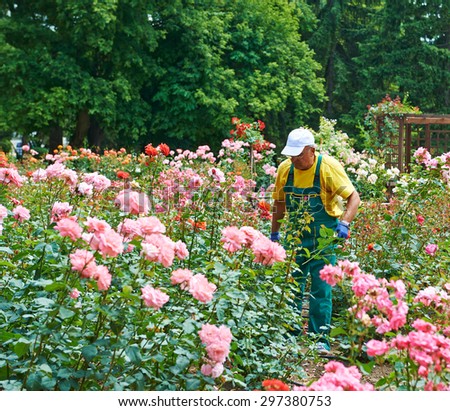 DOBRICH, BULGARIA, 29.06.2015: The gardener takes care of the roses in the garden in Bulgaria in Dobrich