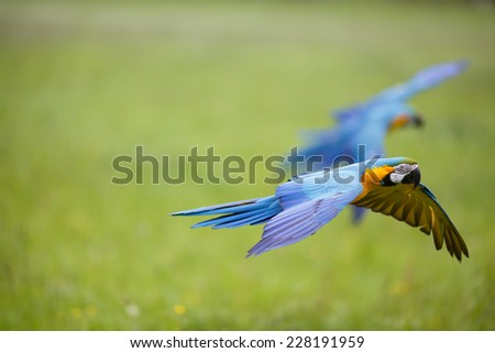 Two Beautiful colourful parrots in free flight, Blue and Yellow Macaw, Ara Ararauna, flying macaw, beautiful bird