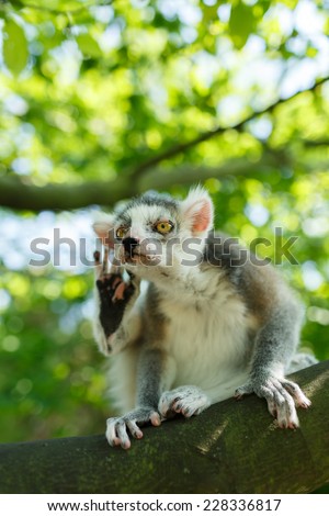 Ring-tailed Lemur kata on a branch, Lemur catta holding ear and listen to nature