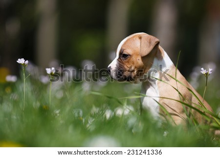 Lovely puppy exploring hunting ground, American staffordshire terrier, Dog portrait, Small doggie on a garden