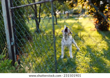 Dangerous aggressive dog behind the fence