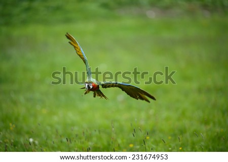 Beautiful colourful parrot in free flight, Blue, Green and Yellow Macaw, Ara Ararauna, flying macaw, beautiful bird