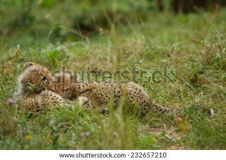 Two seven weeks old Cheetah cubs lying and hugging each other. Gepard Cubs. Cheetah cubs huddled up together one sleeping while the other stays alert. ( Acinonyx jubatus )