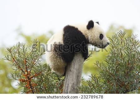 Sleeping giant panda. Cub of Giant panda bear playing on tree. Panda bear tired and sleeping in tree. Cute young silly-looking panda sitting on a tree. Ailuropoda melanoleuca
