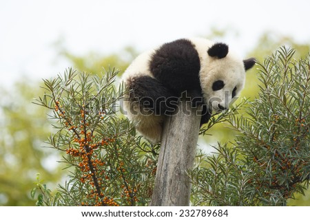 Sleeping giant panda. Cub of Giant panda bear playing on tree. Panda bear tired and sleeping in tree. Cute young silly-looking panda sitting on a tree. Ailuropoda melanoleuca