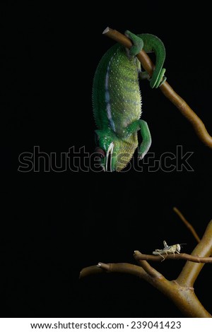 Furcifer pardalis. White, green and yellow chameleon isolated on black background. Nosy Mitsio.