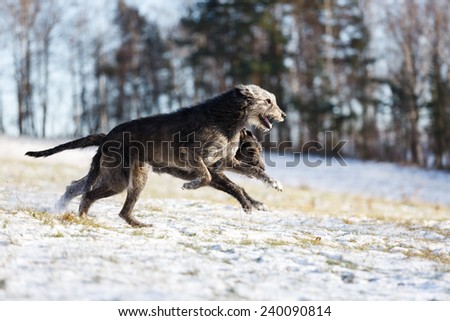 Irish Wolfhound dogs running at winter forest. Irish wolfhound dogs run in field. Two irish wolfhound dogs in winter field