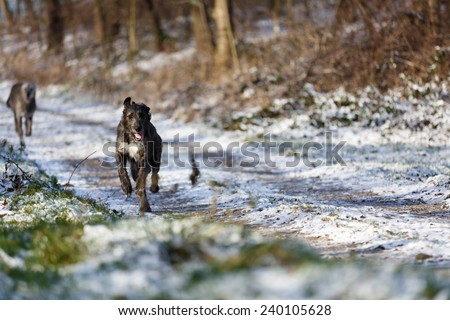 Irish Wolfhound dogs running at winter forest. Irish wolfhound dogs running in field. Two irish wolfhound dogs in winter field.