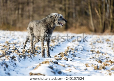 Irish Wolfhound dog running at winter forest. Irish wolfhound dog running at field. Irish wolfhound dog at winter field.