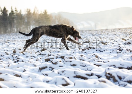 Irish Wolfhound dog running at winter forest. Irish wolfhound dog running at field. Irish wolfhound dog at winter field.