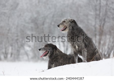 Irish Wolfhound dogs sitting at winter forest. Irish wolfhound dogs posing and looking forward at snowy field. Irish wolfhound dogs hunting and waiting for prey at winter field during snow fall..
