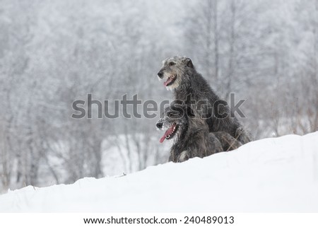 Irish Wolfhound dogs sitting at winter forest. Irish wolfhound dogs posing and looking forward at snowy field. Irish wolfhound dogs hunting and waiting for prey at winter field during snow fall.
