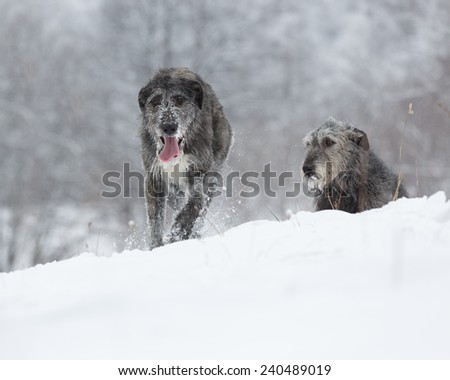 Irish Wolfhound dogs sitting at winter forest. Irish wolfhound dogs posing and looking forward at snowy field. Irish wolfhound dogs hunting and waiting for prey at winter field during snow fall.