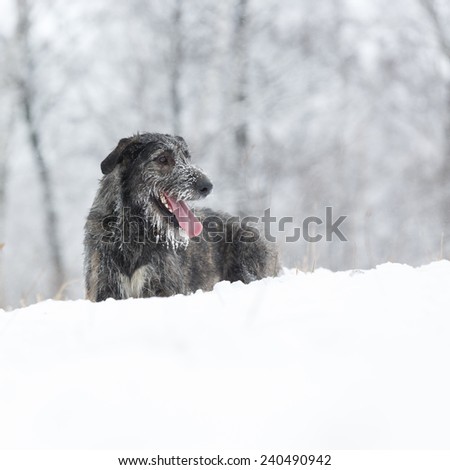 Irish Wolfhound dog posing and smiling at winter forest. Irish wolfhound dog walking at field. Irish wolfhound dog hunting at winter field during snow fall.