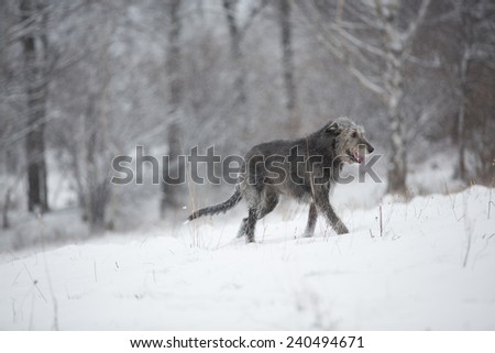 Irish Wolfhound dog posing and smiling at winter forest. Irish wolfhound dog walking at field. Irish wolfhound dog hunting at winter field during snow fall.