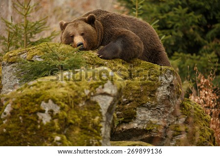 A brown bear in the forest. Big Brown Bear. Bear sleeping on top of a hill in the woods.