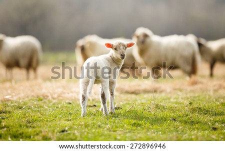 Adorable little lamb on pasture looking back during spring season.