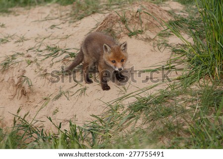 Red fox, Vulpes vulpes, Attentive fox cub sitting near his den.