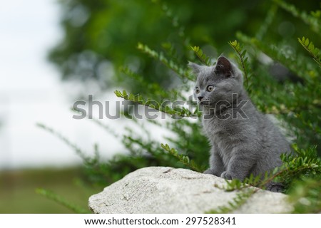Little British blue cat posing and looking on the stone in summer garden. British Shorthair cat portrait.