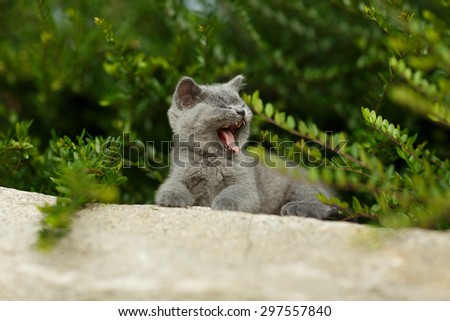 British blue cat yawning and lying on the rock during summer. Adorable weary small kitten.