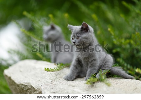Two British cats looking and posing on the small rock. Couple of adorable small cats.