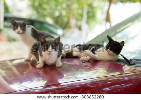 Three street wild cats resting and lying on the car hood during hot day at summer season.