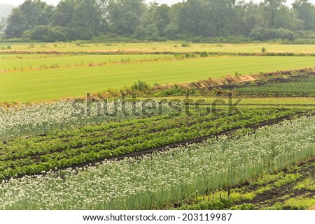 Summer crops in the humid summer heat
