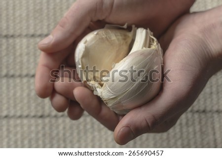 Extra large elephant garlic clasped in hands with moody lighting for farmers background photo