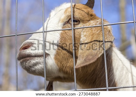 Smiling Kinder Goat peers through the fence