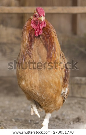 Sicilian Buttercup Rooster prowling its coop in farm background