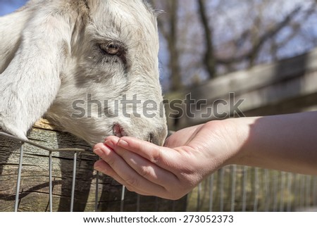 Feeding a small goat at a petting zoo in early spring
