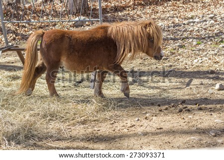 Brown pony tiptoes through farm yard in wide shot photo