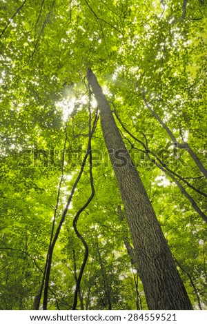 Tall forest trees reach for the sky in magical nature background
