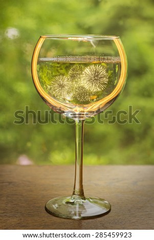 Glowing glass of white wine for summer celebration or holidays
