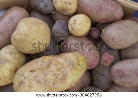 Variety of shapes sizes and colors of organic farmers market potatoes