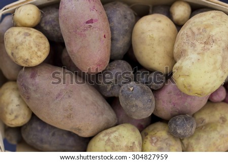 Variety of shapes sizes and colors of organic farmers market potatoes