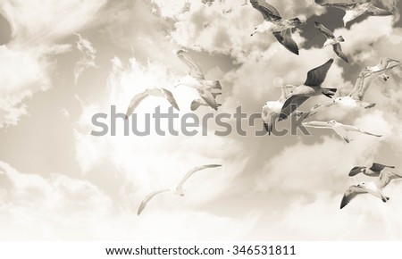 Sea gull flying through the air during a sunny vacation day