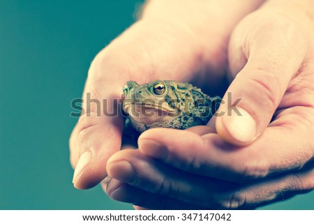Gentle hands hold captive grumpy Eastern American toad
