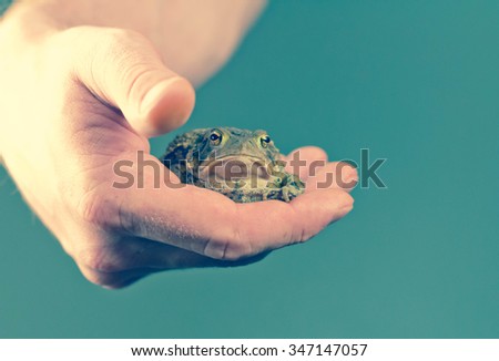 Gentle hands hold captive grumpy Eastern American toad