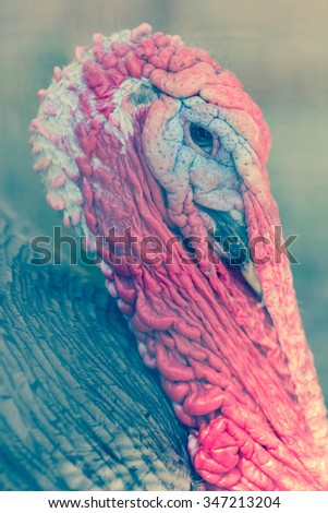 Ugly breed of Wild Turkey close up nasty and scary looking