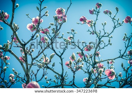 Beautiful spring bloom for magnolia tulip trees pink flowers