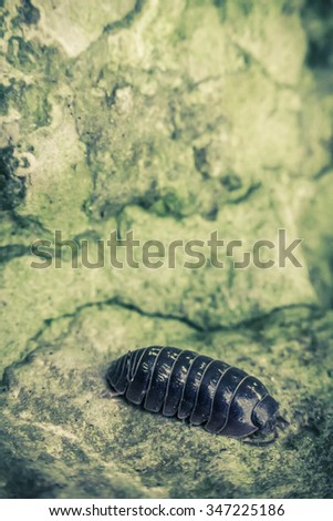 Purple Roly Poly pill bug on green rock in macro close up photo