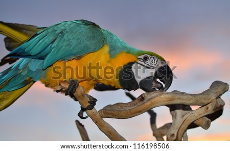Macaw Parrot Isolated