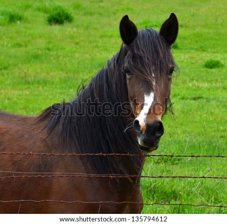 Cute Horse