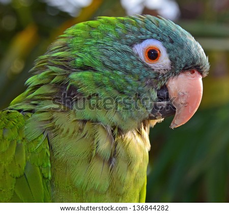 Close up of a parrot with an injured beak