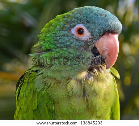 Close up of a Blue Crown Parrot