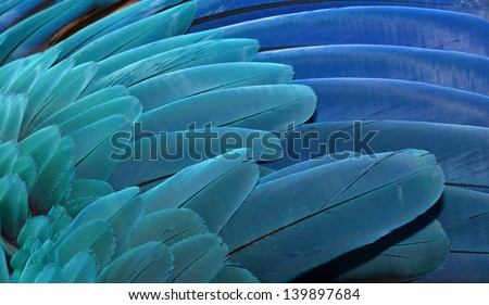 Blue and Gold Macaw wing feathers isolated