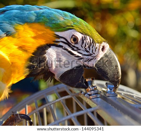 Pet Blue and Gold Macaw