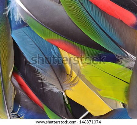 Beautiful Isolated Parrot Feathers